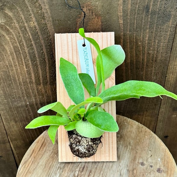 現品販売です！板付タイプのコウモリラン・ビフルカツム おしゃれ 観葉植物：ビカクシダ コウモリラン ビフルカツム 板付け*S