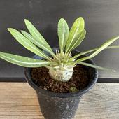 ǥåѥݥǥ ֥ͥ *L2.5