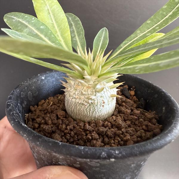 コーデックス：パキポディウム エブレネウム 実生*L 塊根幅2.5cm