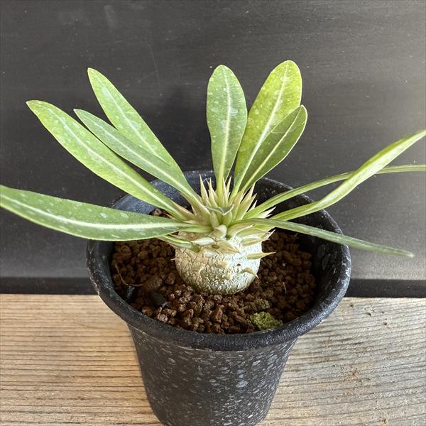 コーデックス：パキポディウム エブレネウム 実生*L 塊根幅2.5cm