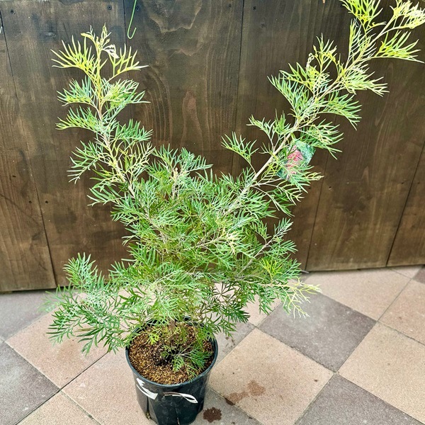 花苗 観葉植物：グレビレア サパーブ*8号 オージープランツ Grevillea