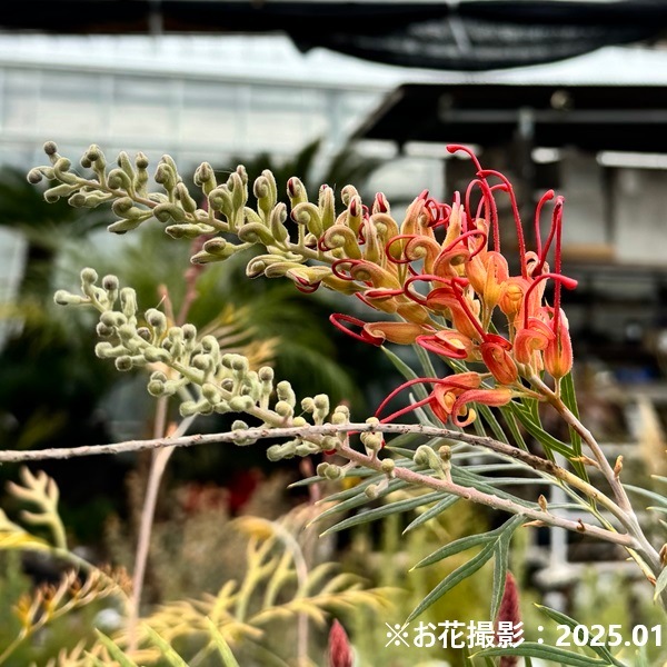 花芽付き　四季咲き　大きめグレビレア　サパーブ　鉢植え　苗木　オージープランツ 花苗 観葉植物：グレビレア サパーブ*8号 オージープランツ Grevillea