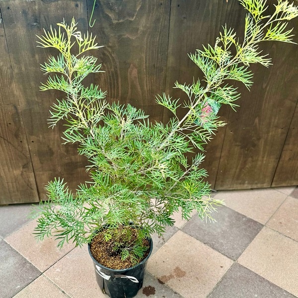 グレビレア　グレープ　オージープランツ　グレープ　グレビレア　苗 花苗 観葉植物：グレビレア サパーブ*8号 オージープランツ