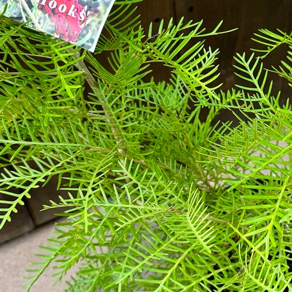 花苗 観葉植物：グレビレア レッドフックス*8号 オージー