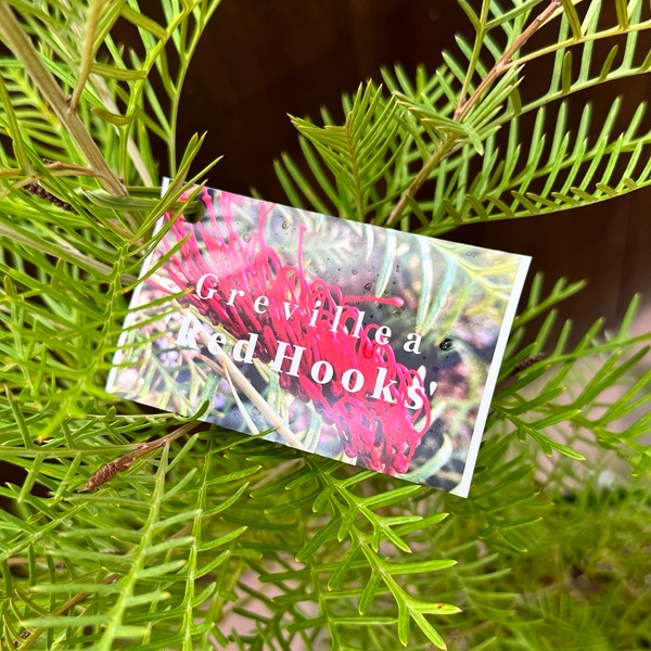 花苗 観葉植物：グレビレア レッドフックス*8号 オージープランツ