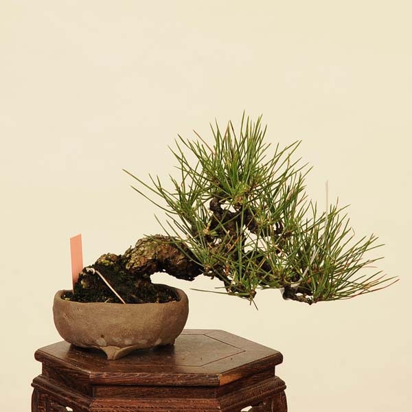 盆栽 特選：三河黒松*現品 くろまつ クロマツ Kuromatsu bonsai