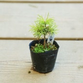 �ġ���ʸ��վ�*���Ťޤ��褦/�����Ĥ�/�����ޥ��襦�ޥ�/�����ĥ�