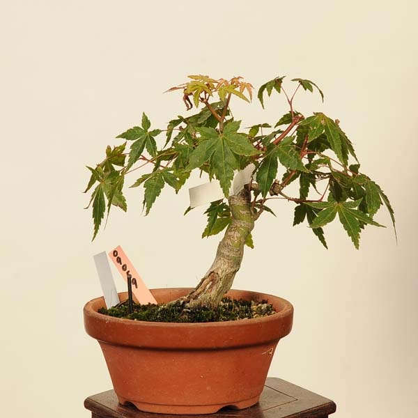 ߺϡա*ߤߥMomiji bonsai ߺ
