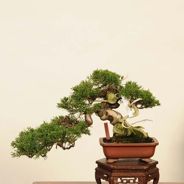 ߺϡ * Ѥѥ Sabina chinesisShinpaku bonsai ߺ