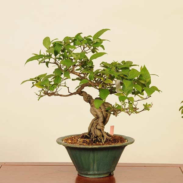 ߺϡ缰(餵)*饵 murasakishikibu bonsai Callicarpa japonicaߺ