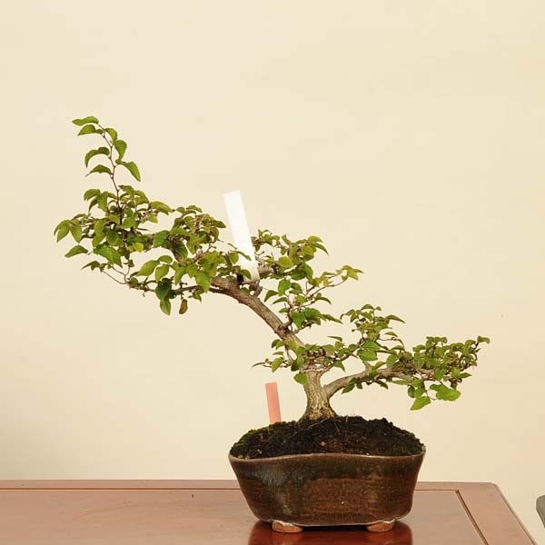ߺϡͼ(路)ʡ*亮ǡCarpinus turczaninoviiIwashidei bonsai ߺ