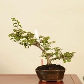 ߺϡͼ(路)ʡ*亮ǡCarpinus turczaninoviiIwashidei bonsai ߺ