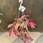 ������� ���տ�ʪ����ץ��ꥹ �������� ��åɥ������*5���ߤ�ȭ