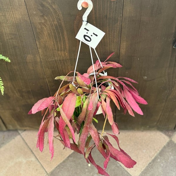 ラムローサ　リプサリス　吊り鉢　サボテン　リプサリスラムローサ　観葉植物 PLANCHU 観葉植物 プセウドリプサリス ラムローサ 6号吊り鉢