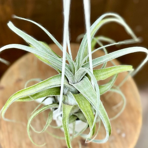 おしゃれ 観葉植物：チランジア ルシール*エアープランツ Tillandsia