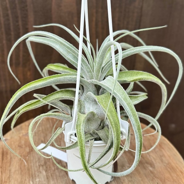 おしゃれ 観葉植物：チランジア ルシール*エアープランツ Tillandsia