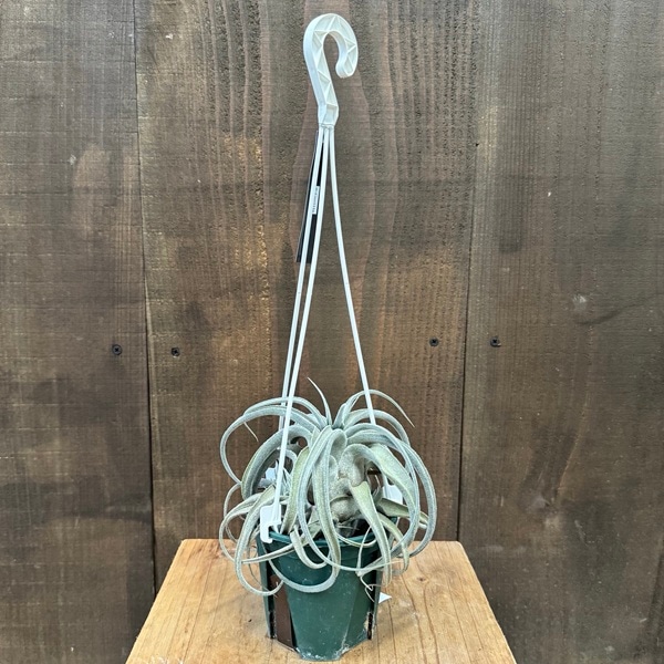 おしゃれ 観葉植物：チランジア ルシール*エアープランツ Tillandsia