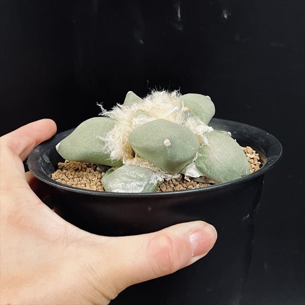 11・象牙牡丹・サボテン サボテン：アリオカルプス 象牙牡丹*L 幅10ｃｍ | サボテン＆多肉植物