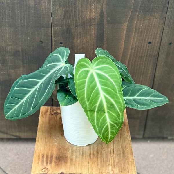 おしゃれ 観葉植物：アンスリウム ヴィレナオルム *4.5号 プラポット