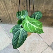 ������� ���տ�ʪ ���顼���٤ޤ������󥹥ꥦ�ࡡ������ʥ���� *�ߤ�ȭ�� �ӥ�ʥ���� 