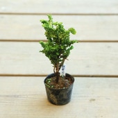 ġвɰ(ҤΤ)* ϥĥ業åҥΥϤĤ椭äҤΤ