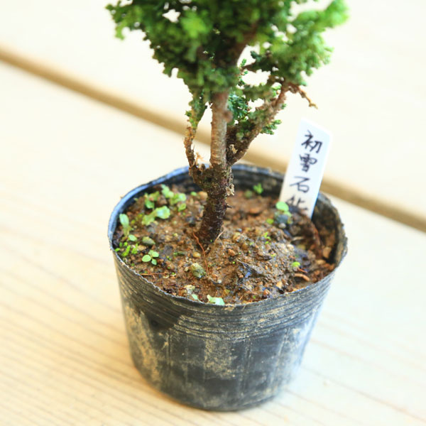 希少　古代檜　花瓶　ひのき　ヒノキ　桧　檜　花器　木　古木 楽天市場】盆栽 桧 石化桧 樹高 約20cm せっかひのき