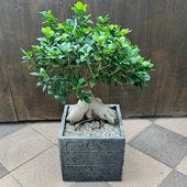 ������졡���տ�ʪ��������ޥ�*ȭ���������ʤ��Ϥ�