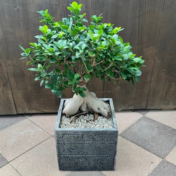 ガジュマル 美株 現品 鉢植え おしゃれ 観葉植物：ガジュマル*鉢植え 現品をお届け | 観葉植物