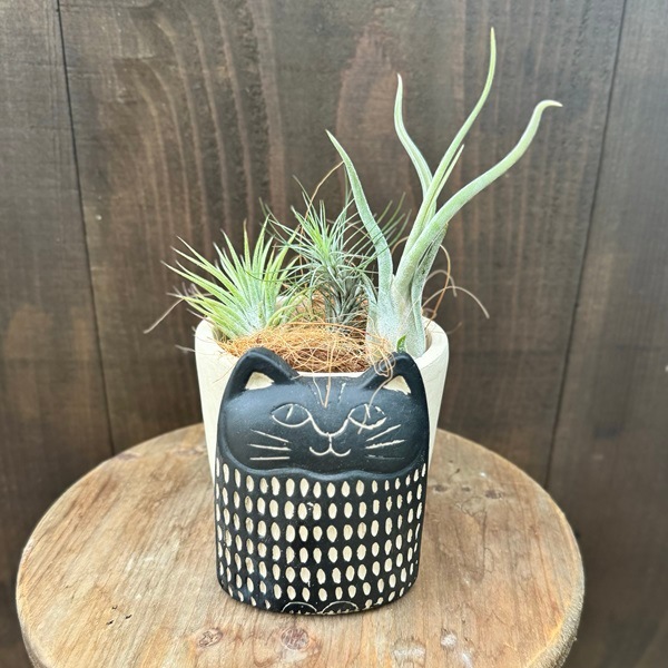 観葉植物 ギフト チランジア：エアプランツ アフリカンキャットポット