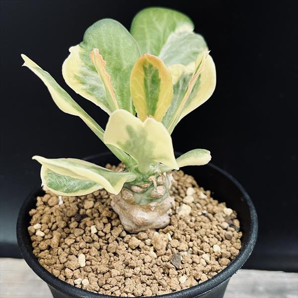 多肉植物：ユーフォルビア ポイゾニー錦*葉幅8cm | サボテン＆多肉