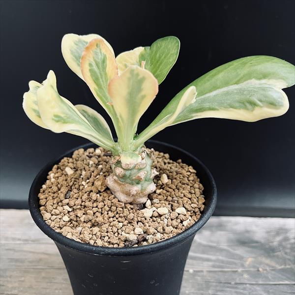 モモルディカ ボイビニー　希少？塊根植物 isla del pescado - Momordica boivinii-モモルディカ・ボイビニー