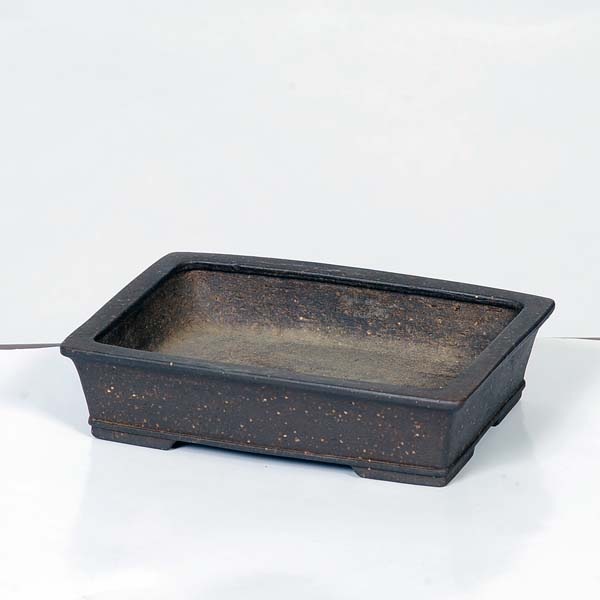 【goodtaniku】雲南実生 黑王2世 活着 鉢ごと発送 現代小鉢：流苑(りゅうえん）長方反り鉢 15cm【現品】*Ryuuen