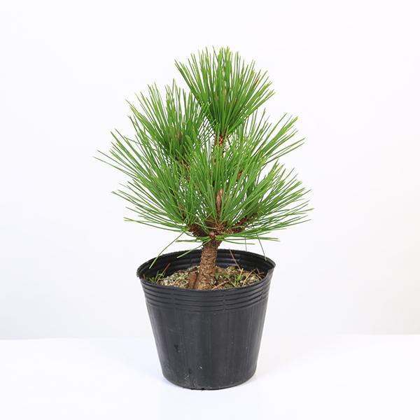 八房黒松 (寿) [模様木] 千寿丸 黒松 寿 八房 |盆栽妙 – 盆栽