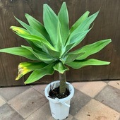 ���տ�ʪ�������١����ƥʡ���*8��ץ�ݥå� �����ʤ��Ϥ�