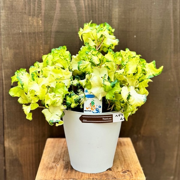 おしゃれ 観葉植物 アイビー：ヘデラ ムーンライト*5号プラポット
