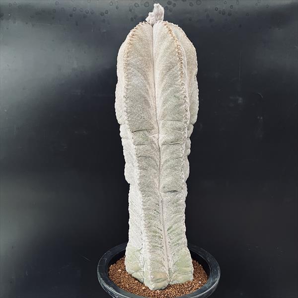 ���ܥƥ󡧥����ȥ��ե��ĥ� ����˱�̡ʥϥ����ˡʥ��*��14cm�����ʡ����ʸ¤�