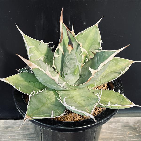 多肉植物：アガベ チタノタ*幅23cm 現品！一品限り | サボテン＆多肉
