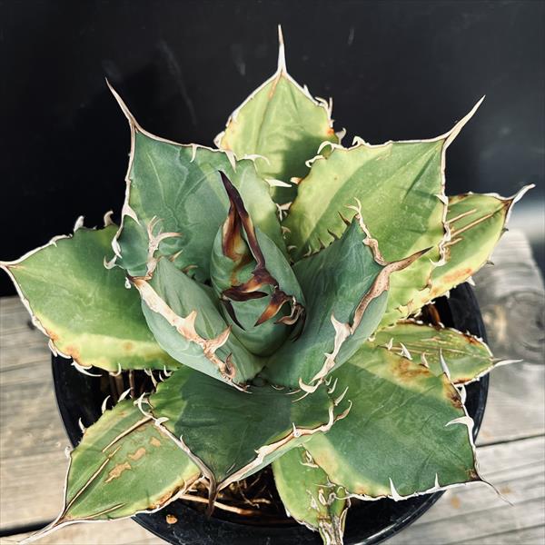 高質 多肉植物：アガベ 現品！一品限り 黄覆輪*幅16cm チタノタ錦 アガベ