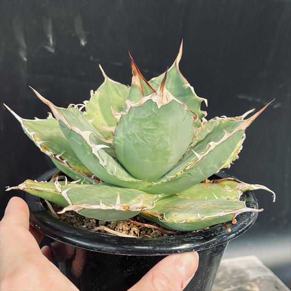 多肉植物アガベ チタノタ 帝釈天黄中斑 多肉植物アガベ チタノタ 帝釈天黄中斑 アガベ チタノタ錦（黄散