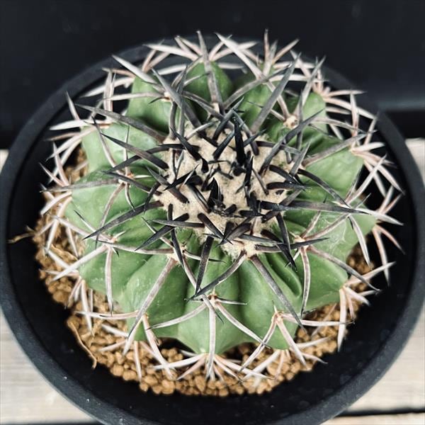 ☆特価☆サボテン：ディスコカクタス ギガンティア ツギ*幅8.5cm