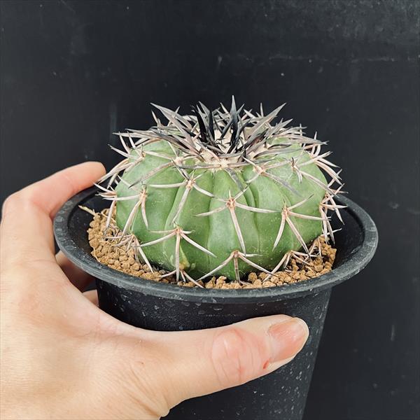 ☆特価☆サボテン：ディスコカクタス ギガンティア ツギ*幅8.5cm