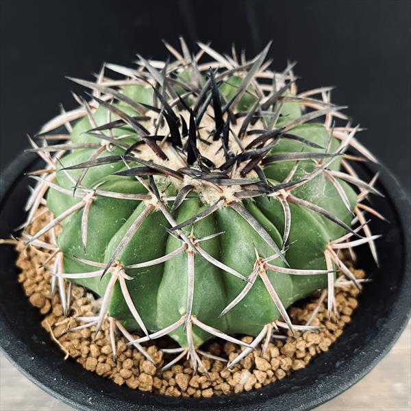 サボテン　多肉植物　ディスコカクタス　交配種-3【ギガンティア×ＨＵ639】 Discocactus gigantea　ディスコカクタス　ギガンティア　サボテン