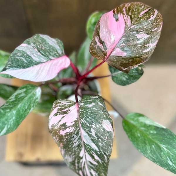 おしゃれ 観葉植物：フィロデンドロン マーブルピンクプリンセス