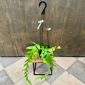 ������졡���տ�ʪ�����ԥե���� ���꥽����ǥ�����*5�桡�ߤ�ȭ