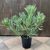  տʪ ġץƥԥ*7 ʤϤ