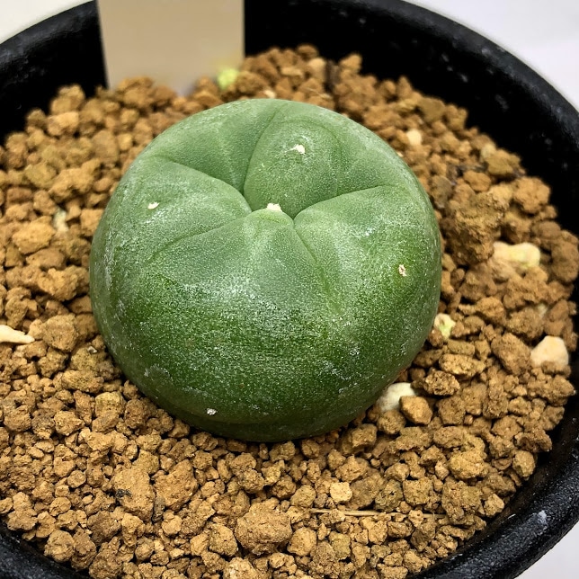 サボテン：ロフォフォラ ディフューサ 翠冠玉*幅3cm | サボテン