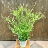 ���� ���տ�ʪ������ӥ쥢  ����ѥե������ ��*���������ץ��� Grevillea Sennpaforence