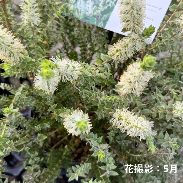 観葉 苗 花苗 鉢花：メラレウカ センテッドペーパーバーク*5号