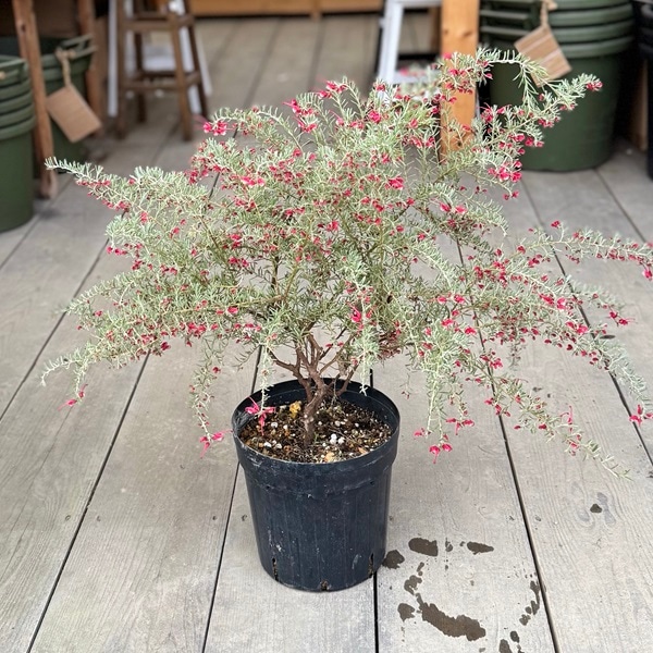 花苗 観葉植物：グレビレア プーリンダイルミナ*オージープランツ