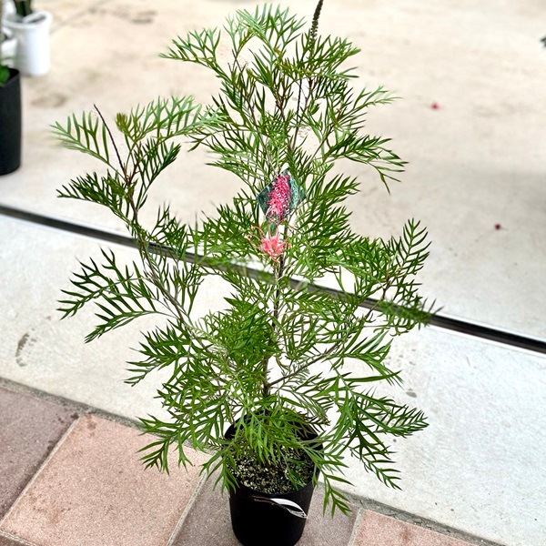 ���� ���տ�ʪ������ӥ쥢  ���ѡ���*���������ץ��� Grevillea Superb